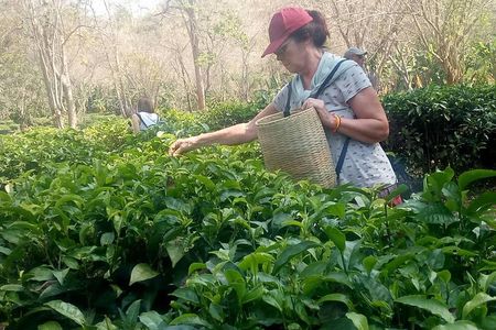 Chiang Mai Private Tour with Tea Plantation, Karen Village, Doi Suthep