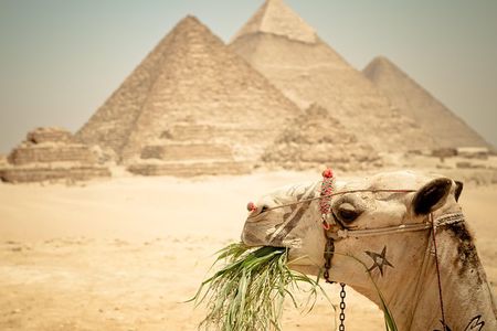 Camel Ride around the Pyramids During Sunrise Or Sunset