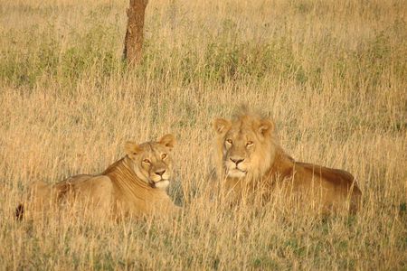 06 Days, 05 Nights Safari To Tarangire, Lake Manyara, Serengeti And Ngorongoro