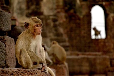 Visit of Lopburi, the monkey's city, from Bangkok with your English-speaking guide