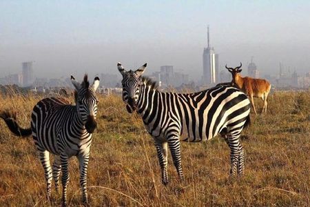 Nairobi national park half day tour