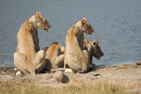 Hluhluwe/iMfolozi Game Reserve Full Day Game Drive