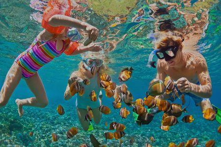 Dolphin Watching and Snorkeling Tour from Muscat
