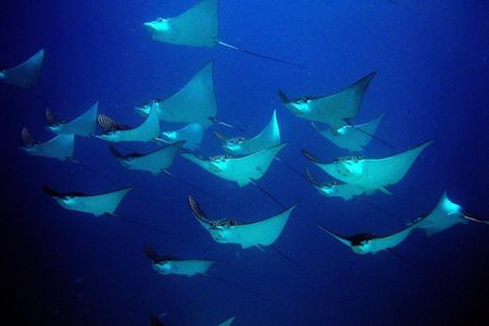 Diving in Cancun for Certified Divers | 2 Dives | All Inclusive