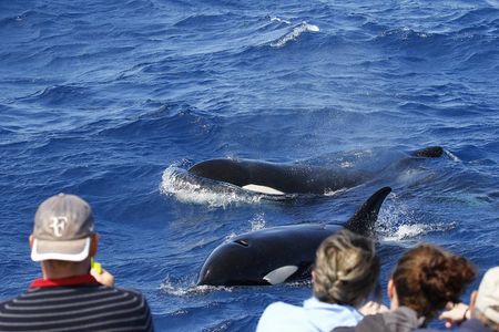 Bremer Canyon Killer Whale (Orca) Expedition