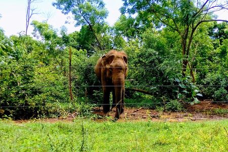 Udawalawe Safari - Private & Customize Tour