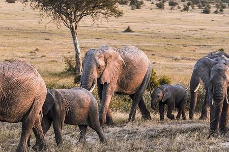 4-Day Best Maasai Mara & Lake Nakuru Safari (ECONOMY)