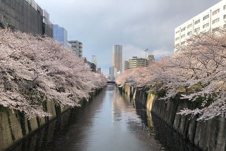 A Dreamy and Delicious Day in Tokyo