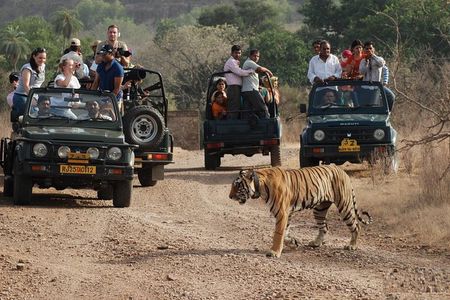 8 Days Private Golden Triangle Tour with Ranthambore Tiger Safari