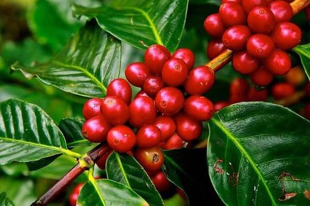 Coffee tour & rum tasting