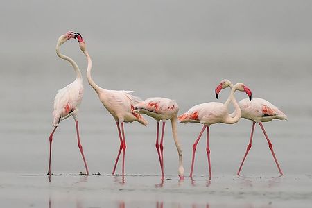 Sambhar Tour - temples, salt lake, bird watching, heritage walk