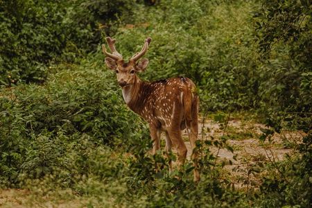  Bharatpur Bird watching & Wildlife from Delhi