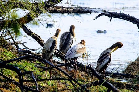  Bharatpur Birding adventure from Delhi