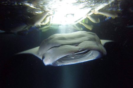 Kona Manta Rays Guaranteed Night Snorkel in Keauhou Harbor
