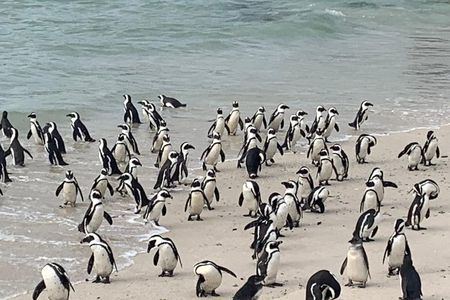 Private Cape Peninsula Tour, With Close Range Penguin Encounter From Cape Town.