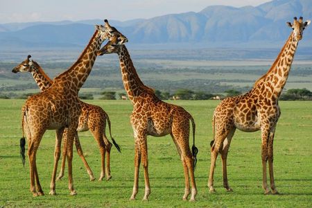 Arusha National park Day Trip