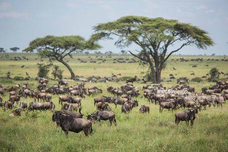 6 days 5 nights safari Ngorongoro, Serengeti and Tarangire National Parks