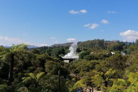 4-Day Auckland to Wellington via Rotorua Tour
