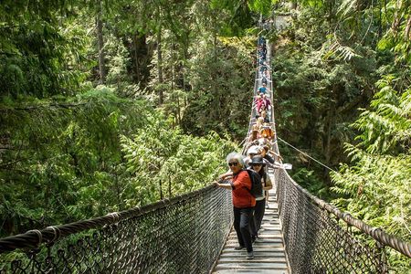 Mesmerizing Nature Walk in Lynn Canyon Park 