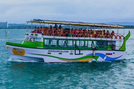 Whales and Dolphins Watching-Luxury Super Grade Cruiser(Hotel Pick up offered)