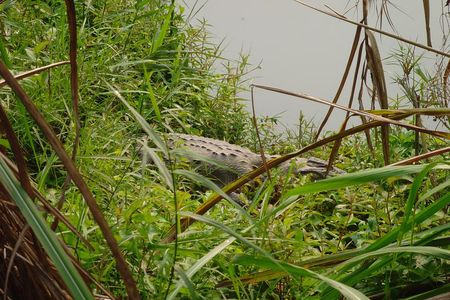 Chitwan National Park 2 nights and 3 days