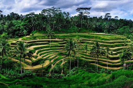 Ubud Customized Tour All-Inclusive