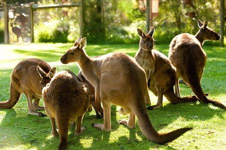 Yarra Valley Wildlife & Wine Day Tour with Healesville Sanctuary