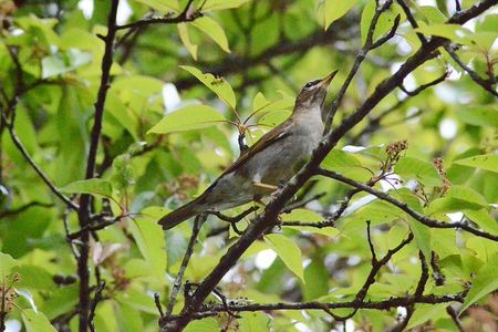 Mount Doi Inthanon Hiking & Bird Watching