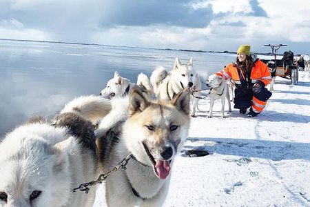 Small Group Husky Sledding Tour from Capital Region