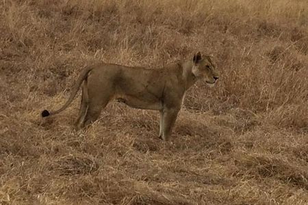 2Days 1Night tour to Mikumi National Park (Road trip)