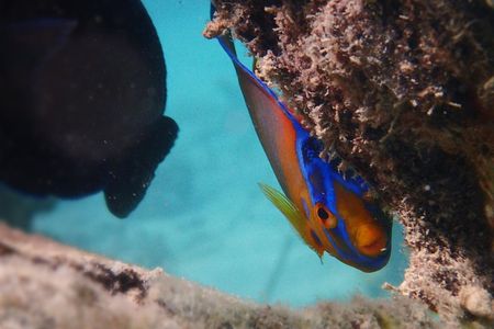 Under the Sea snorkeling(Stingray/Kayak/ Power Snorkel available)