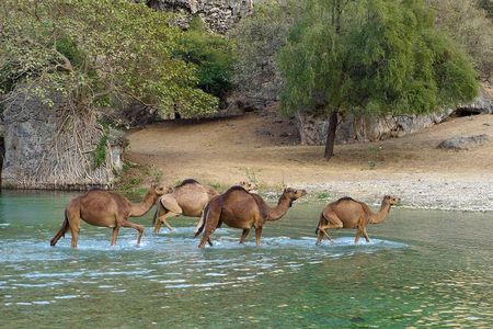 Salalah City and East Tour Combo (Darbat falls, Razat spring) 