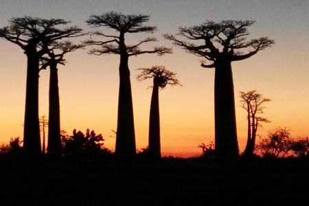 Tsingy of Bemaraha and Morondava in detail