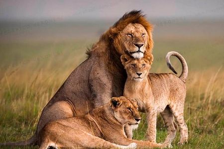 Tanzania Wildlife Encounters - 6 Days