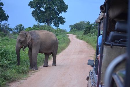 Majestic beast safari, Sri Lanka’s oldest Elephant Park-Udawalawe National Park