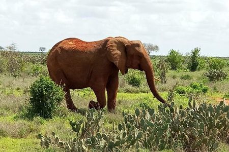 1 Day Tsavo East Safari from Kenya Coast (Cost Based on Minimum 2 persons)