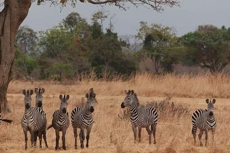 Day trip Safari to Mikumi National Park from Morogoro