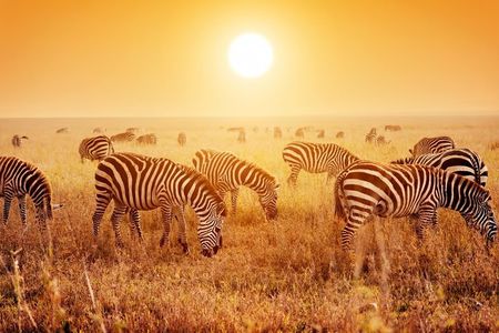 SERENGETI NATIONAL PARK Tour