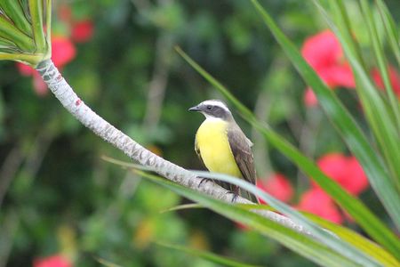 Bird-Watching and Wildlife Tour
