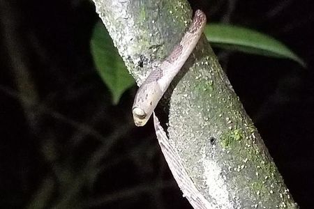 Night Tour in Nuevo Arenal