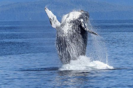 Humpback Whale and Dolphin Watch in Kona