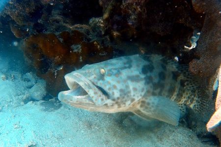 Dive trip with 2 dives (start from Ko Kut)
