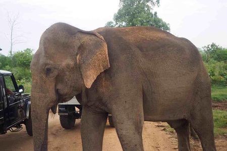Elephant Transit Home Udawalawe with Jeep safari from Colombo