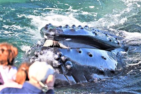 Boston Whale Watching Cruise