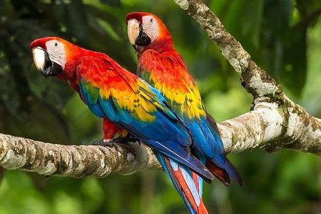Chuncho macaw clay lick full day