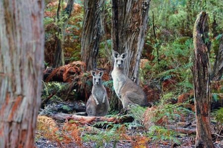Melbourne Combo: Great Ocean Road Day Trip and Phillip Island Day Trip from Melbourne