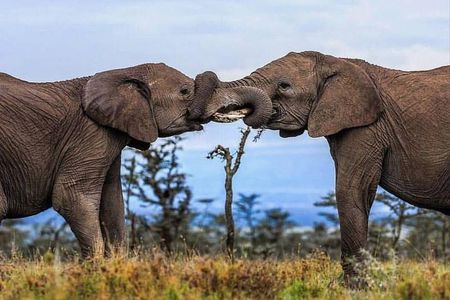 2 Days Awe-Inspiring Safari in Maasai Mara National Reserve, Kenya