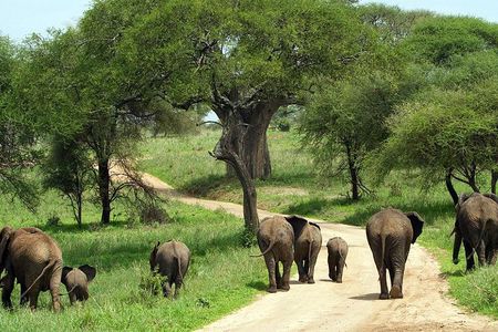 Tarangire National Park elephant view