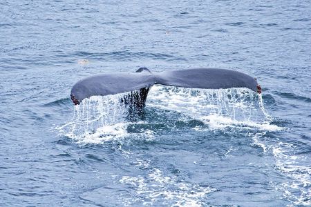 Icy Strait Shore Excursion: Whale Watching Adventure Tour