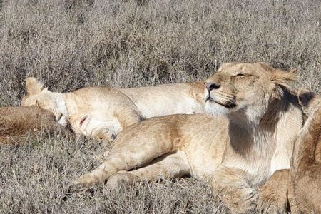 4 Days Tarangire / Serengeti / Ngorongoro & Manyara